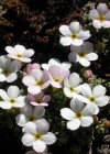 Einzelbild 1 Alpen-Mannsschild - Androsace alpina