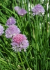 Einzelbild 4 Schnittlauch - Allium schoenoprasum