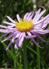 Einzelbild 3 Alpen-Aster - Aster alpinus