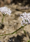 Einzelbild 4 Hügel-Waldmeister - Asperula cynanchica
