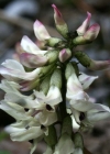 Einzelbild 3 Südlicher Tragant - Astragalus australis