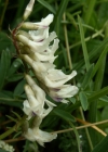 Einzelbild 4 Südlicher Tragant - Astragalus australis