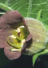 Einzelbild 1 Tollkirsche - Atropa bella-donna