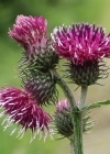 Einzelbild 2 Kletten-Distel - Carduus personata