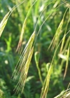 Einzelbild 4 Taube Trespe - Bromus sterilis