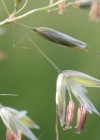 Einzelbild 4 Französisches Raygras - Arrhenatherum elatius