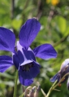 Einzelbild 4 Alpen-Akelei - Aquilegia alpina