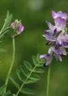 Einzelbild 3 Alpen-Tragant - Astragalus alpinus