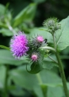 Einzelbild 1 Kletten-Distel - Carduus personata