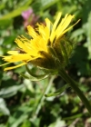 Einzelbild 1 Pyrenäen-Pippau - Crepis pyrenaica