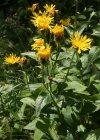 Einzelbild 2 Pyrenäen-Pippau - Crepis pyrenaica