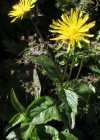 Einzelbild 3 Pyrenäen-Pippau - Crepis pyrenaica