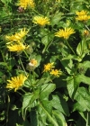 Einzelbild 4 Pyrenäen-Pippau - Crepis pyrenaica