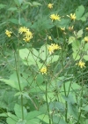 Einzelbild 4 Sumpf-Pippau - Crepis paludosa