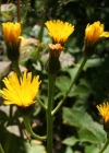 Einzelbild 1 Grossköpfiger Pippau - Crepis conyzifolia