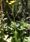 Einzelbild 2 Grossköpfiger Pippau - Crepis conyzifolia
