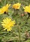Einzelbild 3 Grossköpfiger Pippau - Crepis conyzifolia