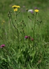Einzelbild 4 Grossköpfiger Pippau - Crepis conyzifolia