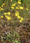 Einzelbild 2 Löwenzahnblättriger Blasen-Pippau - Crepis vesicaria subsp. taraxacifolia