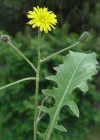 Einzelbild 1 Löwenzahnblättriger Blasen-Pippau - Crepis vesicaria subsp. taraxacifolia