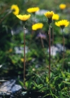 Einzelbild 2 Öhrchen-Habichtskraut - Hieracium lactucella