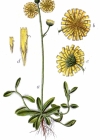 Einzelbild 3 Öhrchen-Habichtskraut - Hieracium lactucella