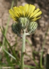 Einzelbild 1 Öhrchen-Habichtskraut - Hieracium lactucella