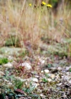 Einzelbild 1 Florentiner Habichtskraut - Hieracium piloselloides