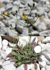 Einzelbild 2 Florentiner Habichtskraut - Hieracium piloselloides