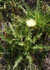 Einzelbild 2 Weissliches Habichtskraut - Hieracium intybaceum