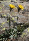 Einzelbild 1 Drüsiges Grauzottiges Habichtskraut - Hieracium glanduliferum