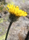 Einzelbild 2 Drüsiges Grauzottiges Habichtskraut - Hieracium glanduliferum