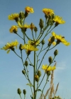 Einzelbild 1 Doldiges Habichtskraut - Hieracium umbellatum aggr.