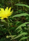 Einzelbild 4 Doldiges Habichtskraut - Hieracium umbellatum aggr.