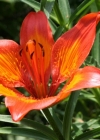 Einzelbild 3 Bulbillentragende Feuerlilie - Lilium bulbiferum subsp. bulbiferum