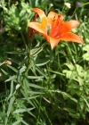 Einzelbild 4 Bulbillentragende Feuerlilie - Lilium bulbiferum subsp. bulbiferum