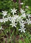Einzelbild 2 Doldiger Milchstern - Ornithogalum umbellatum