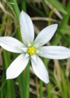 Einzelbild 3 Doldiger Milchstern - Ornithogalum umbellatum