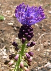 Einzelbild 1 Schopfige Traubenhyazinthe - Muscari comosum