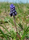 Einzelbild 1 Weinberg-Traubenhyazinthe - Muscari neglectum aggr.