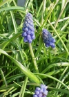 Einzelbild 4 Weinberg-Traubenhyazinthe - Muscari neglectum aggr.