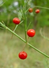 Einzelbild 4 Gemüse-Spargel - Asparagus officinalis