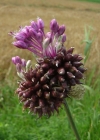 Einzelbild 3 Weinberg-Lauch - Allium vineale