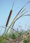 Einzelbild 1 Schmalblättriger Rohrkolben - Typha angustifolia