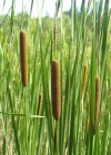 Einzelbild 3 Schmalblättriger Rohrkolben - Typha angustifolia