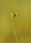 Einzelbild 1 Faden-Binse - Juncus filiformis