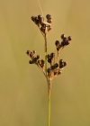 Einzelbild 2 Zusammengedrückte Binse - Juncus compressus
