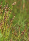 Einzelbild 4 Zusammengedrückte Binse - Juncus compressus