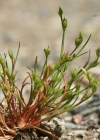 Einzelbild 1 Kröten-Binse - Juncus bufonius