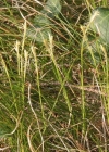 Einzelbild 2 Weisse Segge - Carex alba